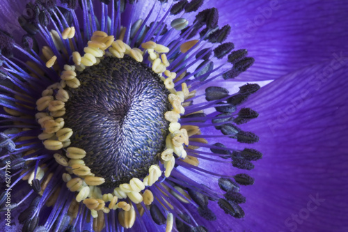 Anemone