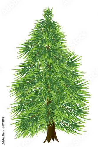 coniferous tree  on white (rasterize from vector illustration)
