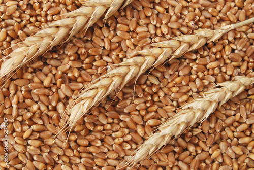 Wheat background in close up