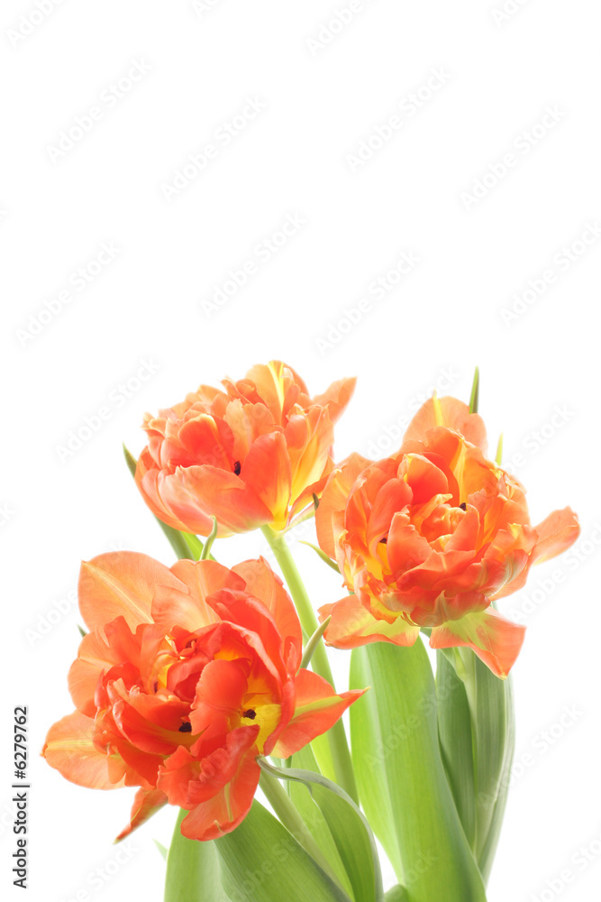 Fototapeta premium bunch of orange tulips isolated on white background