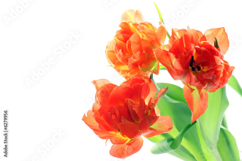 bunch of orange tulips isolated on white background
