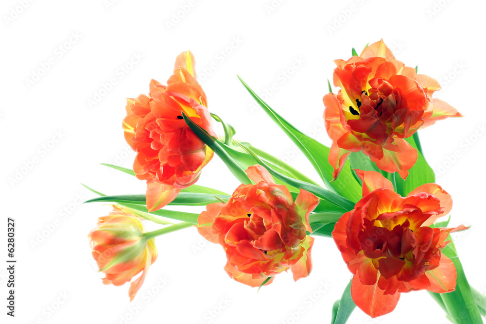 Obraz premium bunch of orange tulips isolated on white background