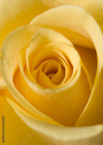 A macro shot of a yellow rose