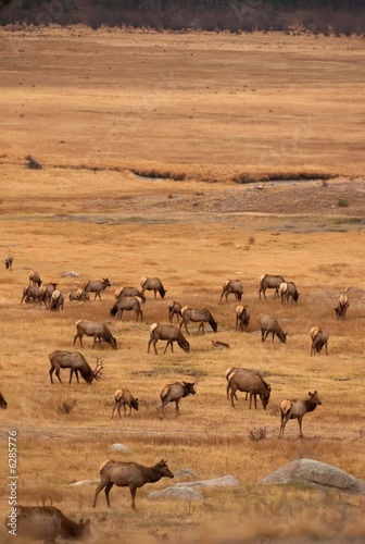 Elk grazing