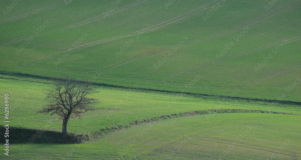 l'arbre au bord du champs en lauragais