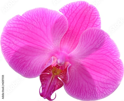 perle d orchid  e