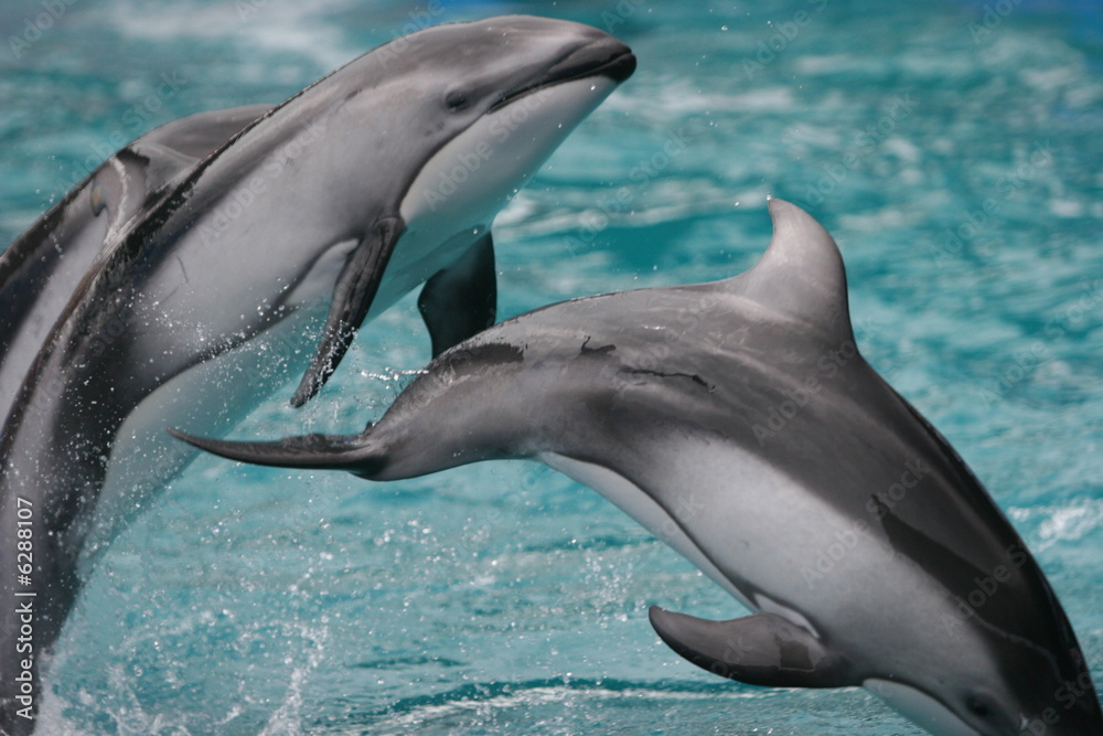 Fototapeta premium JUMPING DOLPHINS