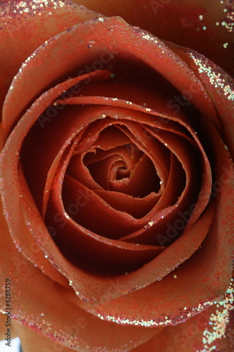 orange rose