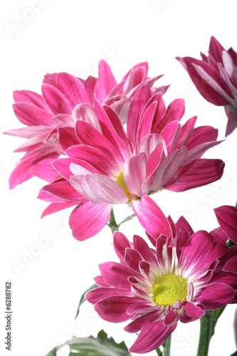 beautiful pink spring flower close-up