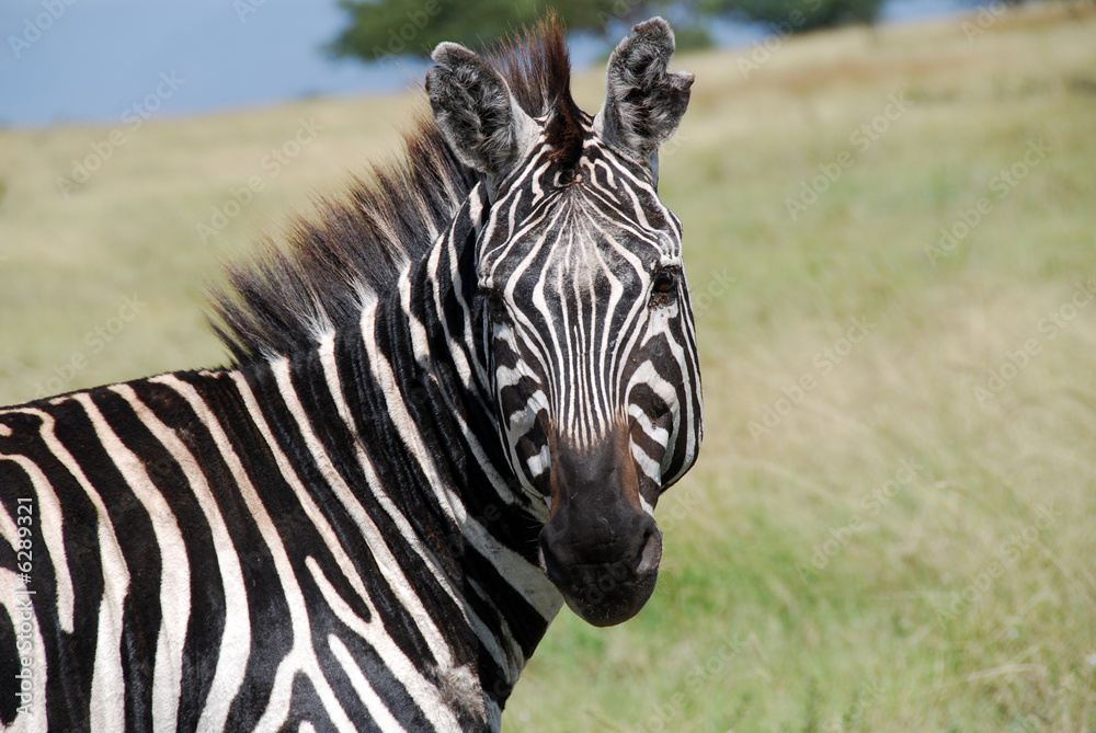 Naklejka premium Zebra in un parco dell'Etiopia