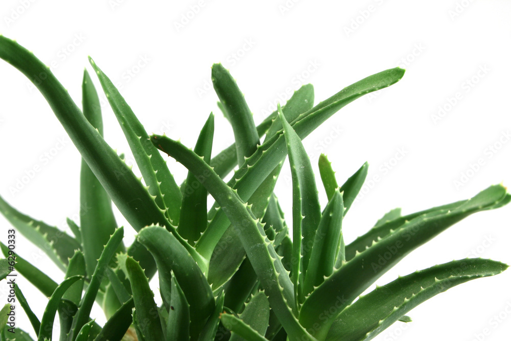 Fototapeta premium aloe vera