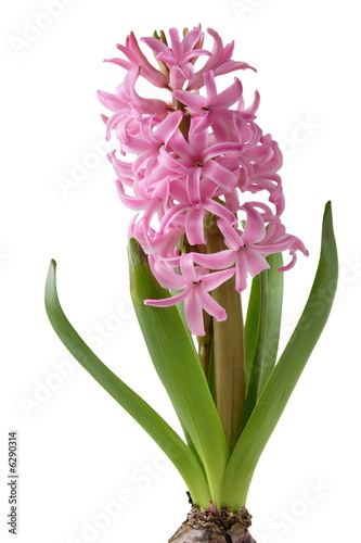 flower hyacinth isolated on white background
