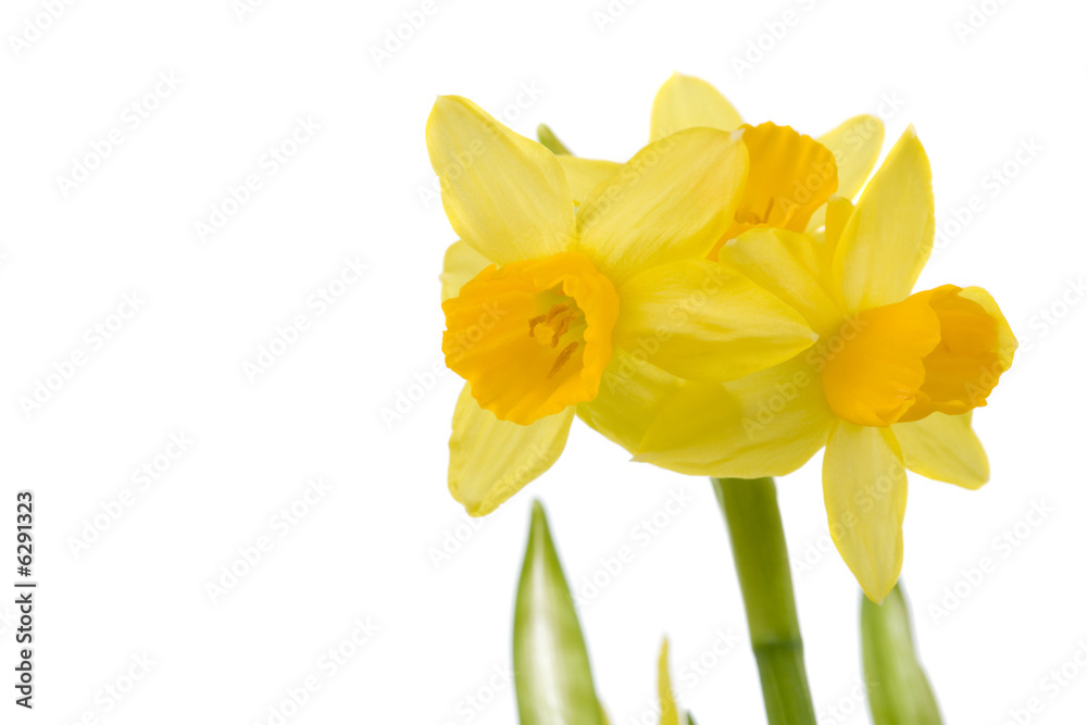 Pretty yellow daffodils on white background isolated Pretty yellow daffodils on white background isolated