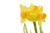 Pretty yellow daffodils on white background isolated