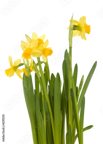 Yellow daffodils on white