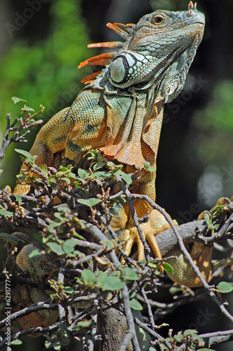 Curious green iguana looking down from the trees in Mexico.