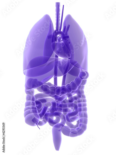 menschliche anatomie der organe