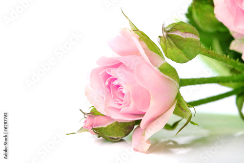 Flowers of a Rose on white background
