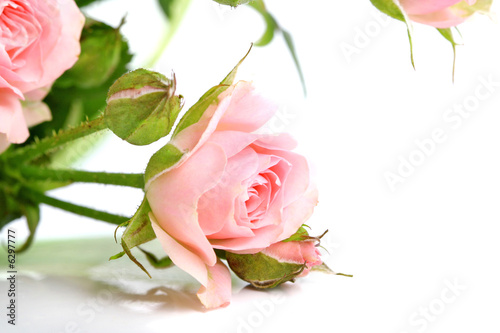 Flowers of a Rose on white background