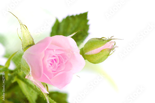 Flowers of a Rose on white background