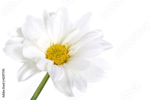 Flowers of a Camomile on white background