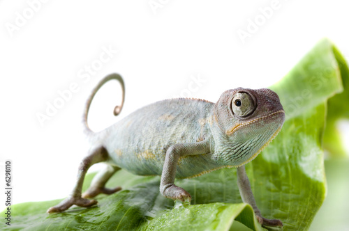 Chameleon. Isolation on white