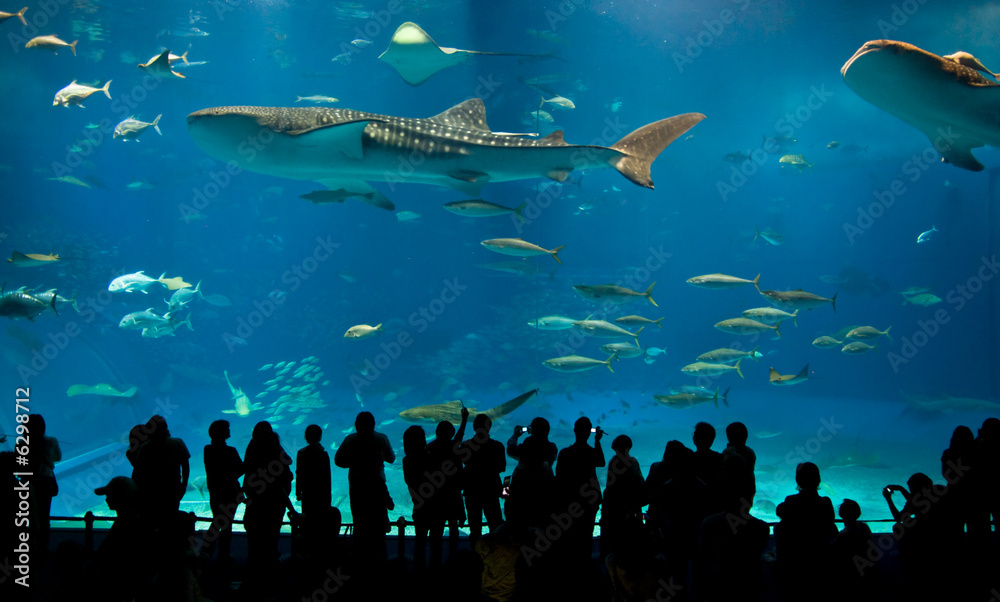 Naklejka premium World's largest acrylic aquarium