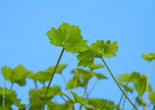 Young parsley on the blue background