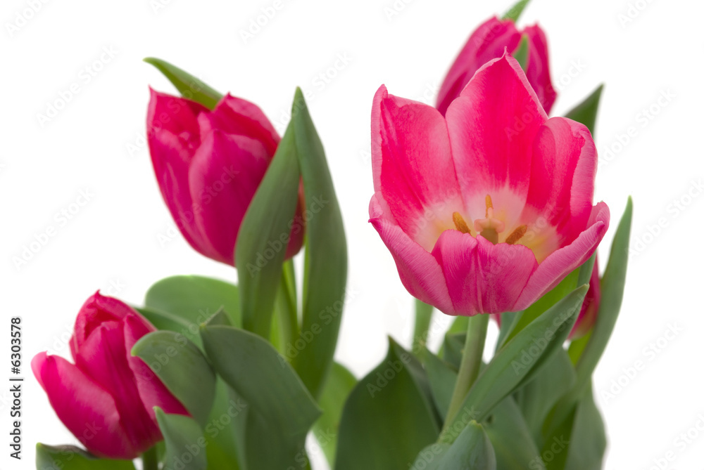 Elegant tulips Elegant tulips