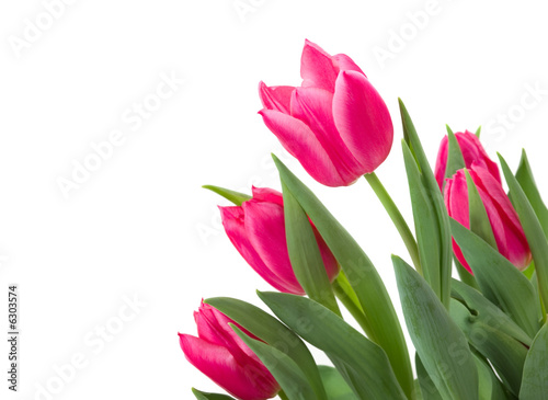 Elegant tulips