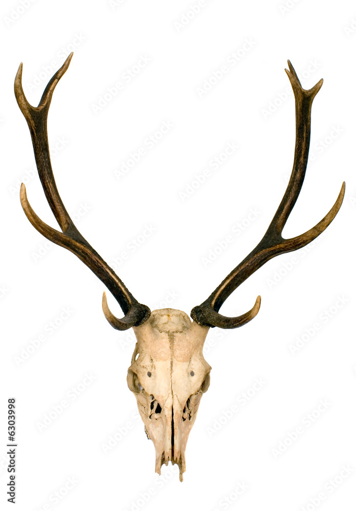 This is horns of deer very well kept