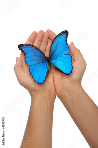 Hands holding a blue butterfly against a white background photo