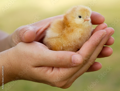 Hands of a person caring for a small chicken