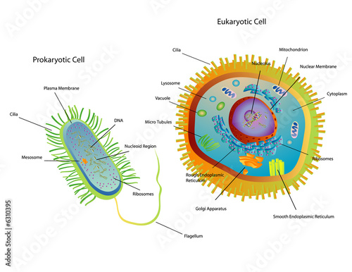 Cross section diagram of Prokaryotic and Eukaryotic cells photo