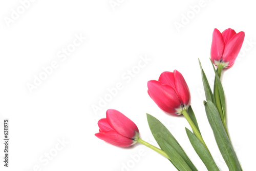 Fototapeta Naklejka Na Ścianę i Meble -  Three red tulips on a white background