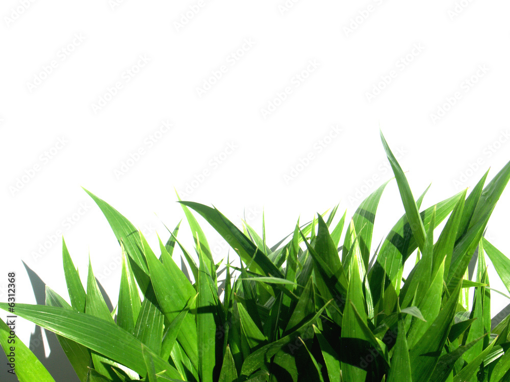 Obraz premium herbes