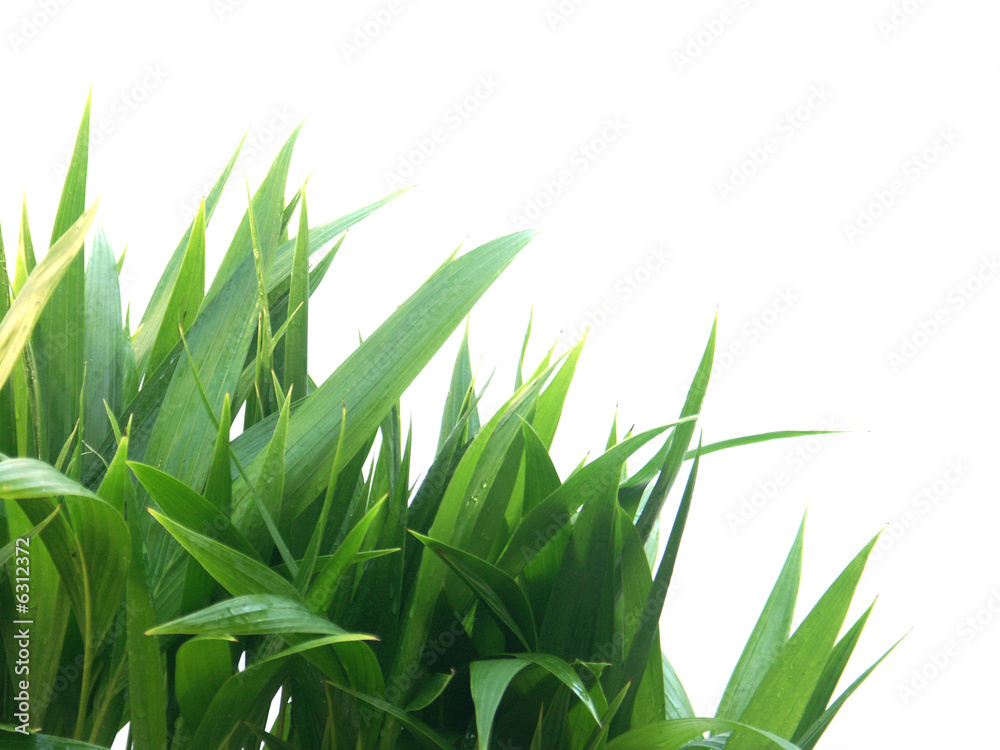 Fototapeta premium coin d'herbe