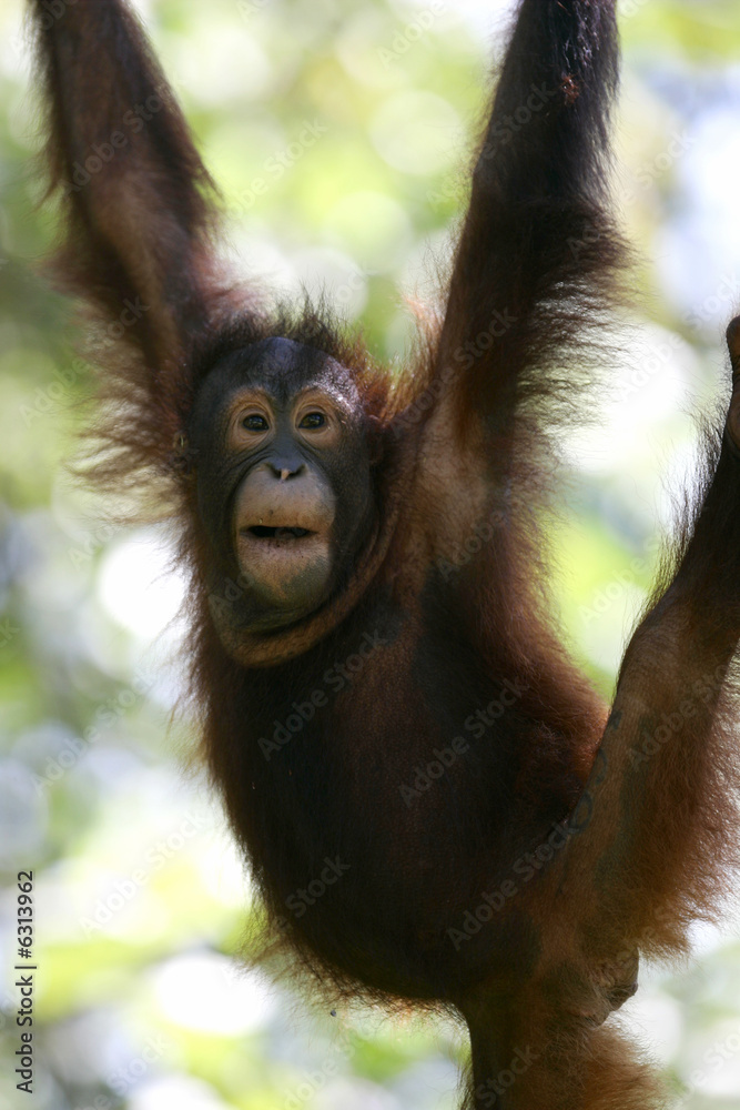 Naklejka premium Borneo Orangutans