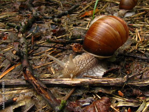 Obraz na płótnie snail w salonie