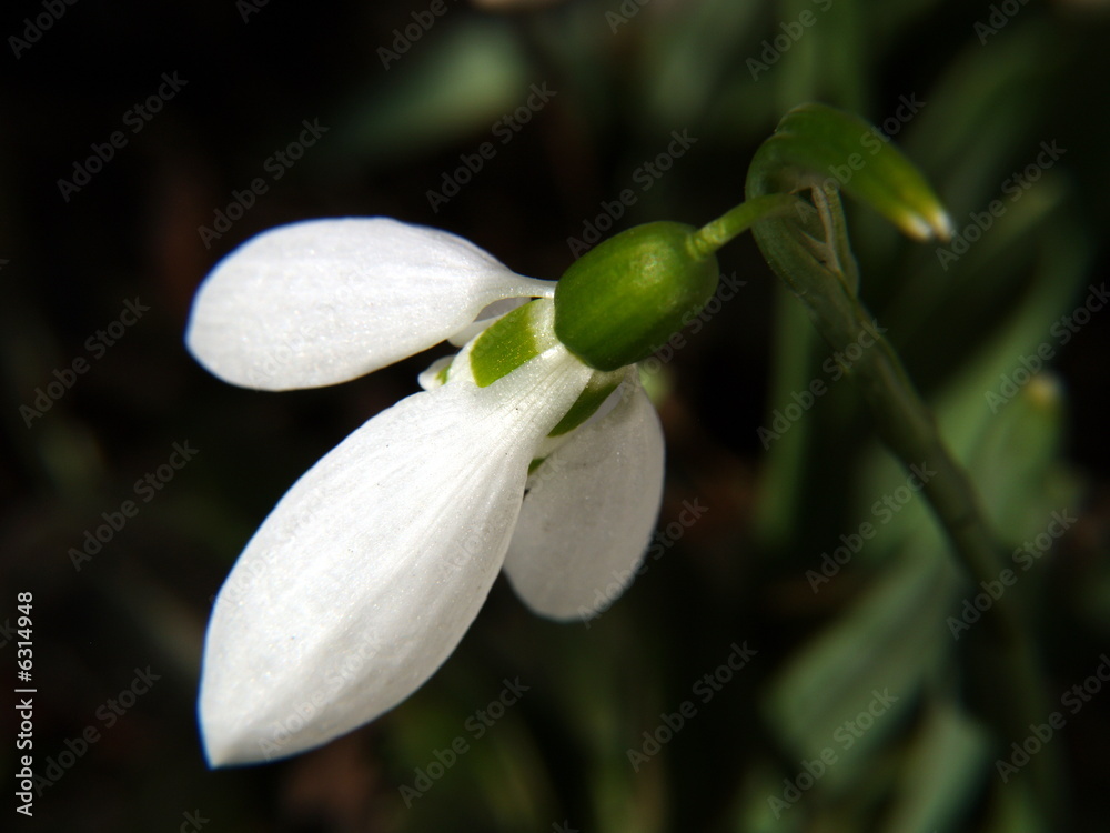 Snowdrop with its natural background. Snowdrop with its natural background.