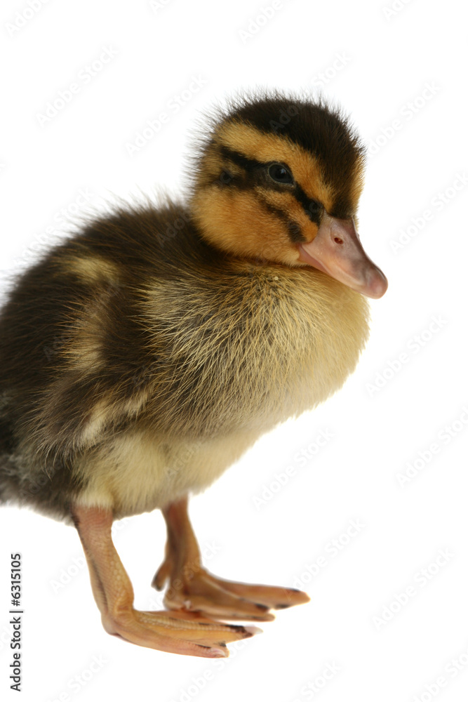 Small black with yellow a duck on a white background