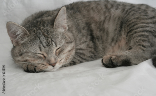 The grey cat which sleeps on a white background
