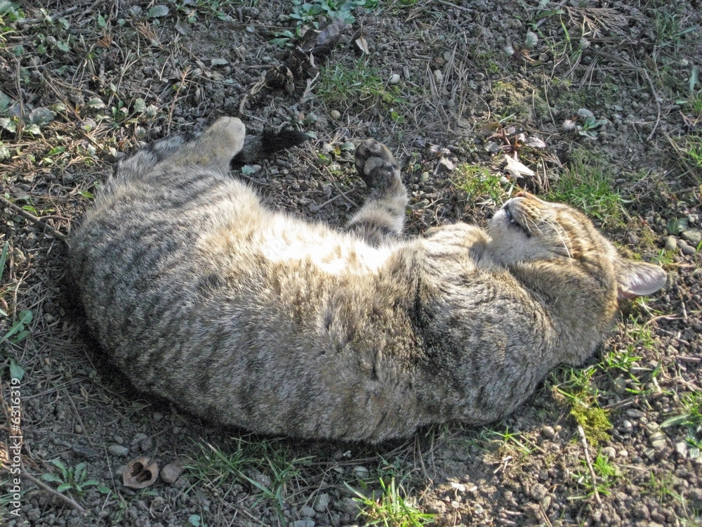 Fototapeta premium cat sleeping on a spring sun