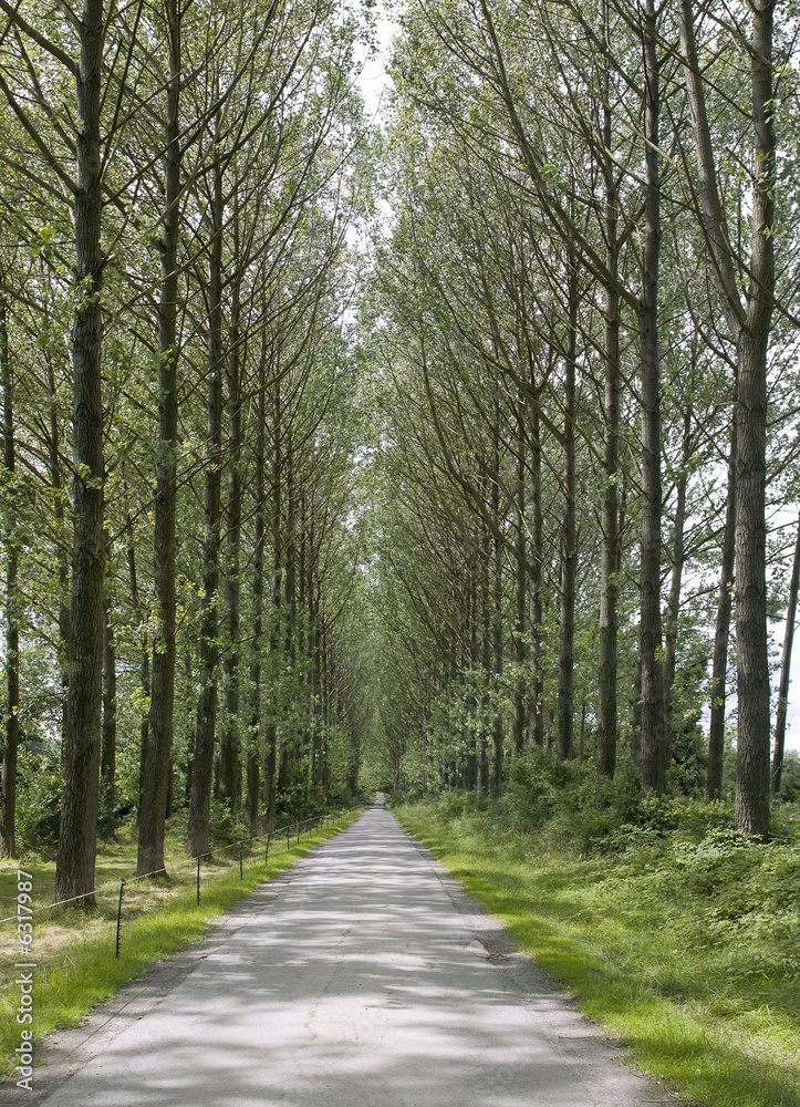 Fototapeta premium Umberslade.an avenue of poplar trees road lane