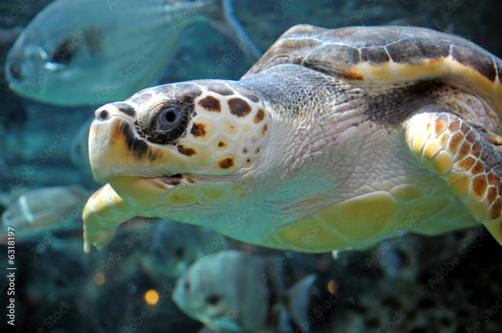 Fototapeta premium atlantic loggerhead turtle