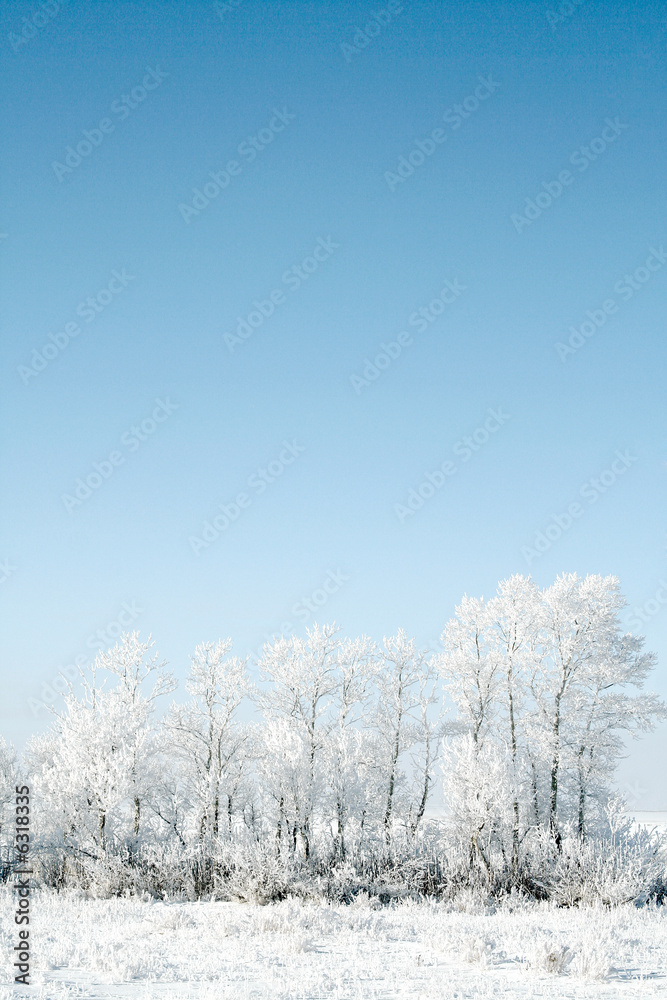 frozen trees on sky background. white winter frozen trees on sky background. white winter