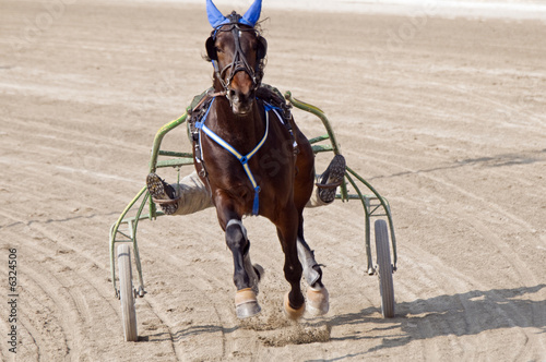 Foto Trot horse riding in a race track