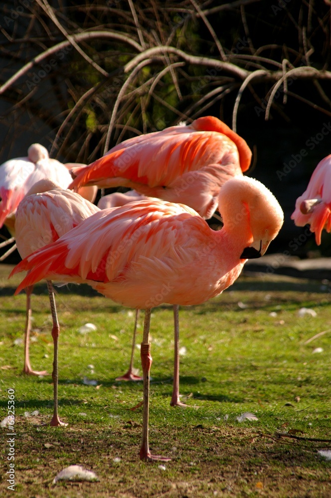 Flamant Rose Dort Flamant Rose Dort