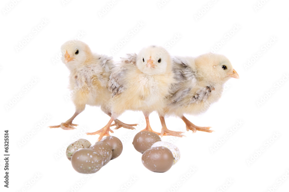 Fototapeta premium Cute little easter baby chickens with eggs