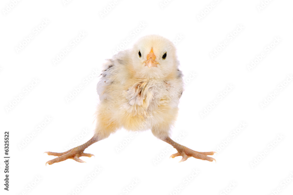 Obraz premium Cute little baby chick about to lose it's balance